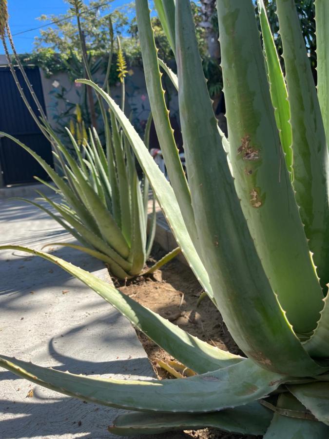 Bed and Breakfast Dici Co-Living Housing Cabo San Lucas Zewnętrze zdjęcie